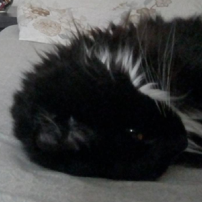 oreolek