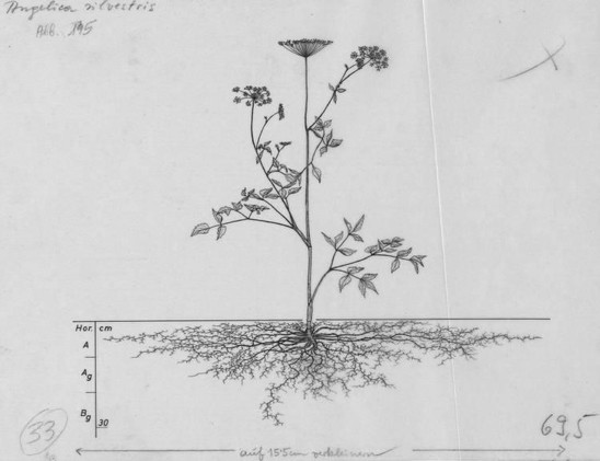 A drawing of a plant's root system from the linked website.

- plant height: 78 centimeters / 30.7 inches
- root depth: 29 centimeters / 11.4 inches
- root system diameter: 121 centimeters / 47.6 inches
