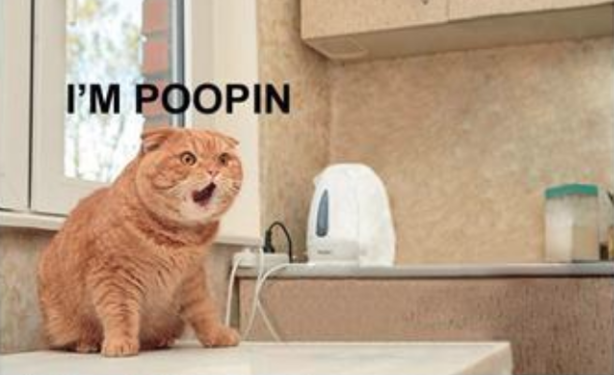 A chonky orange tabby on a sink with a serious expression on its face with its mouth agape and the words "I'm poopin"

It's probably also writing a BASH script to affect refrigerators in France