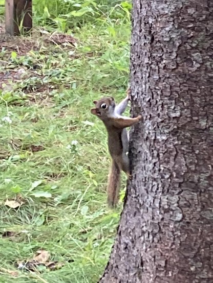 Squirrel on the side of a tree looking carefully at the photographer. It's close to the ground, with green grass and a few brown leaves on the ground.