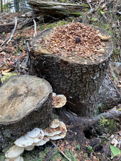 Tree stump cut cleanly across nearly filled with remnants of spruce and fir cones. A second bare clean-cut stump is beside it, sporting a collection of pale fungi clinging to the side near the base.