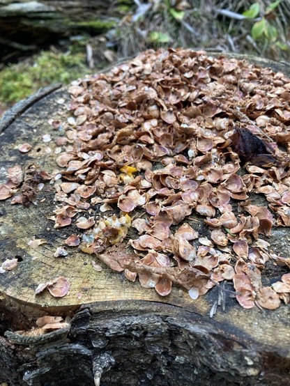 Closeup of a tree stump cut cleanly across nearly filled with remnants of spruce and fir cones.
