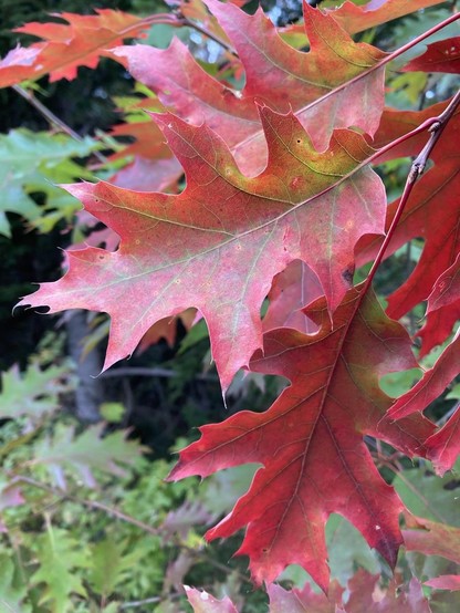 Closeup of several brilliant red oak leaves still on a tree.