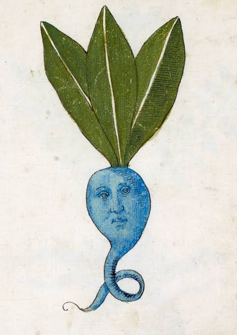 The original Medieval drawing of the previously mentioned turnip. The original Medieval drawing of the previously mentioned turnip.