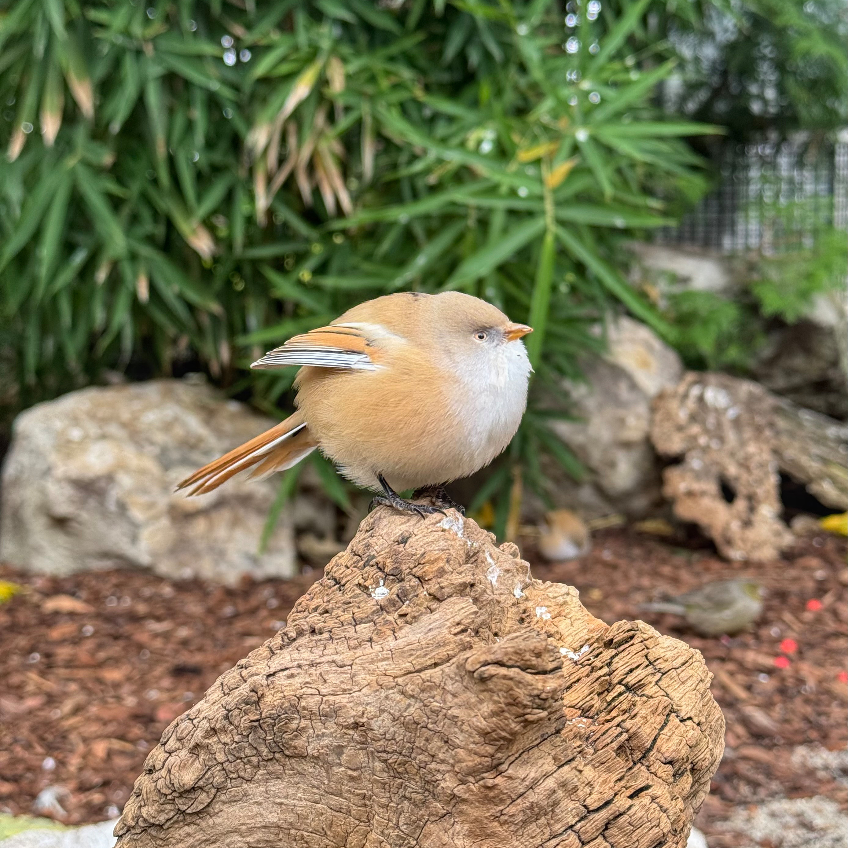 A very spherical-looking bird (a female Bearded Tit)