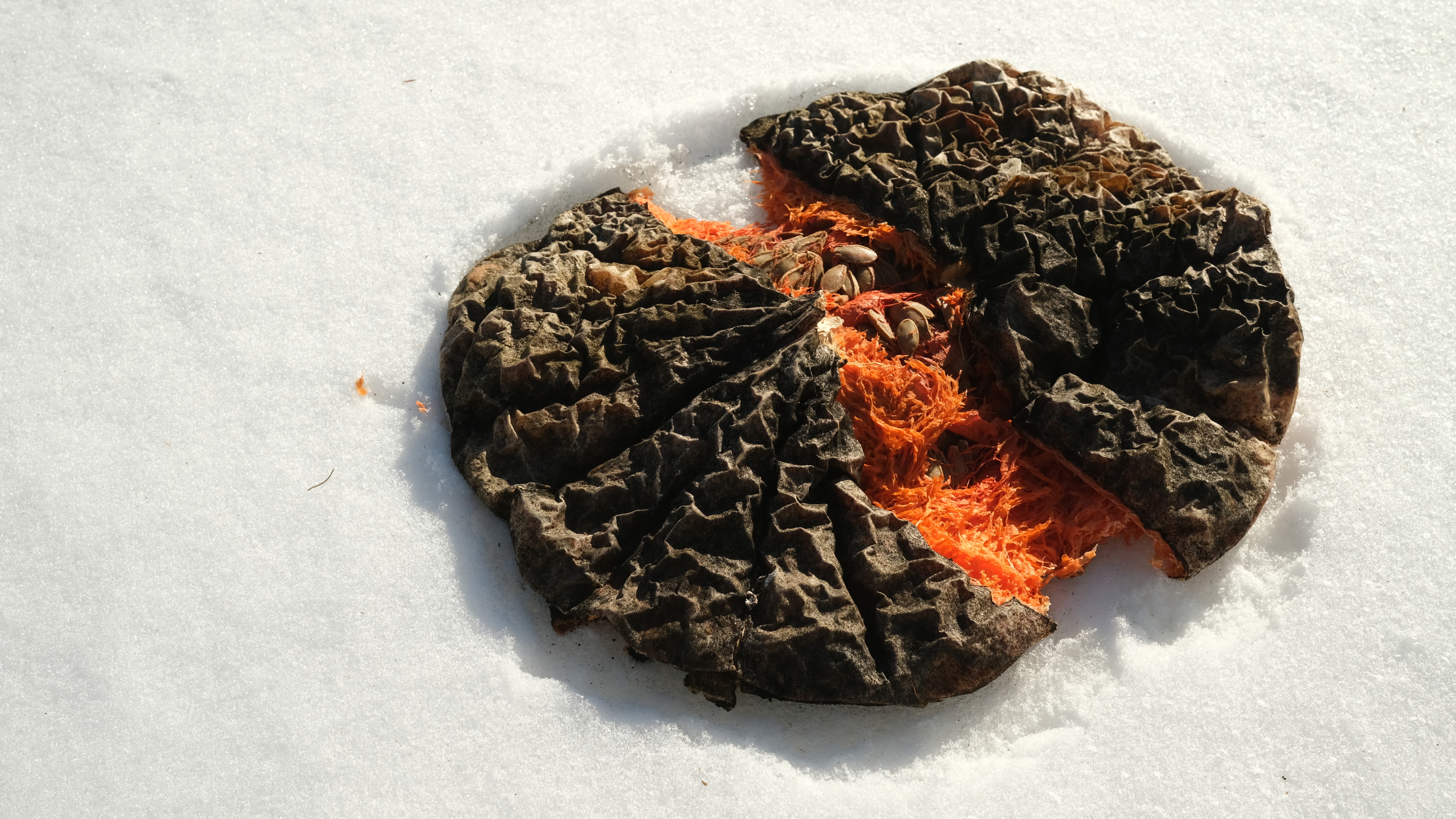 photograph of what remains of a squash which was overwintered, flattened like a pancake, its reptile skin split once thrown from the greenhouse into undisturbed snow, its bright orange insides making a perfect line between two half circles