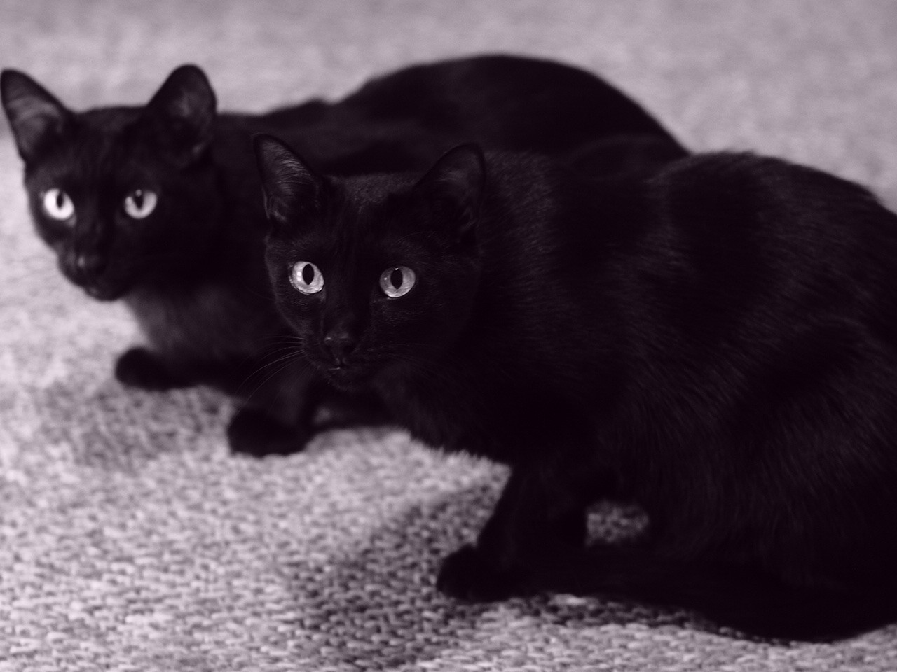 Two black cats looking up a bit to the left of the camera